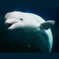 Episode 192: Beloved Belugas