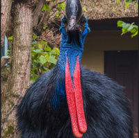 Episode 355: Special Announcement w/Cassowaries Are The Coolest Dads