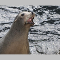 Episode 178: Cruising w/California Sea Lions