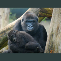 Episode 75: The Magnificent Mountain Gorilla Part II