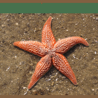 Seain Starfish