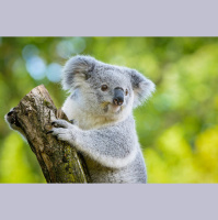 Episode 314: Koala Encore