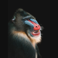 Episode 184: Multicolored Mandrills