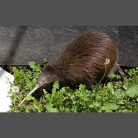Episode 44: A New Zealand Treasure, The Kiwi