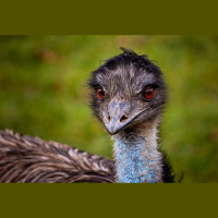 Episode 317: Endearing Emus