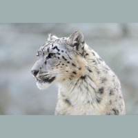 Episode 263: Secrets of Snow Leopards