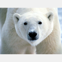Revisiting Polar Bears in a Changing Climate