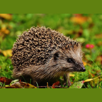 Episode 294: Happy about Hedgehogs