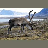 Episode 311: Reindeer Reboot