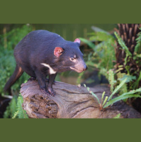 Devils of Tasmania