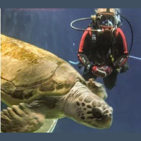 Episode 66: Sea Turtle Conservation w/Breanna Ondich