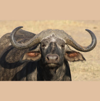 Episode 40: Hooked on Cape Buffalo