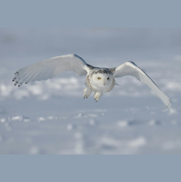 Owl in the Snow