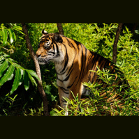 Save a Tiger, Save the World w/Sunarto