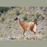 Episode 309: Llama , Nah, Its a Guanaco