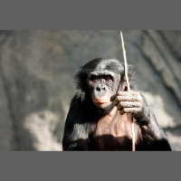 Episode 155: Bonobos Bonanza