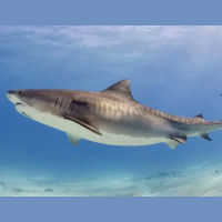 Tigers of the Deep: Sharks