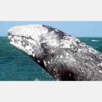 Episode 343: Gritty Gray Whales
