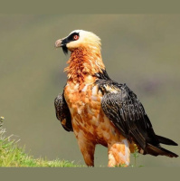 Episode 338: Bone Eating Bearded Vultures
