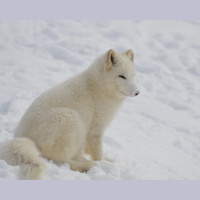 Adorable Arctic Foxes