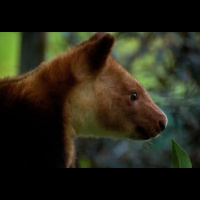 Tree Kangaroo Conservation w/Dr Lisa Dabek