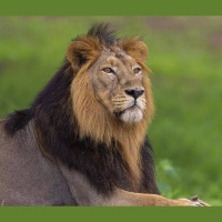 Episode 339: Asiatic Lions Surviving