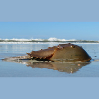 Episode 336: Ancient Horseshoe Crabs
