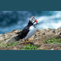 Puffins: Nature’s Clowns with a Purpose