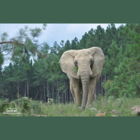 Episode 123: Elephant Sanctuary with Educator Joy Owens