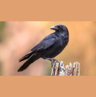 Crow About Crows