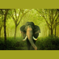 Episode 300: A Colossal Episode on Asian Elephants