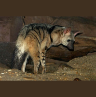 Episode 186: Aardwolf Amazes