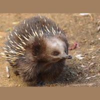Extraordinary Echidnas