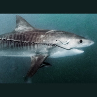 Episode 163: Envoy:Cull Filmmakers  Australias Shark Control Program