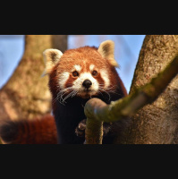 Episode 165: The Firefox, aka, The Red Panda