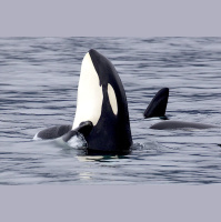 Orcas Part II: Wolves of the Sea