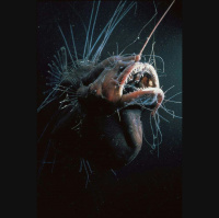 Episode 302: Minds Blown by Anglerfish