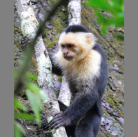 Episode 295: Crazy about Capuchins