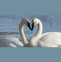 Episode 310: Swans Love for Life