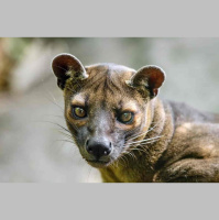 Episode 349: Fossa Returns