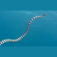 Sea Snakes Surprise