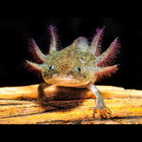 Axolotl: Mysteries of Regeneration