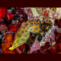Dont Touch the Blue-Ringed Octopus
