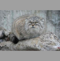 Episode 319: The Grumpy Pallass Cat
