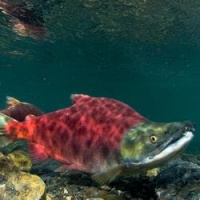 Episode 289: Stunned by Salmon