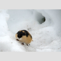 Lemmings Dont Leap