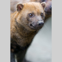 Episode 303: Bush Dog Researchers Dr. Karen DeMatteo  Alice Clark