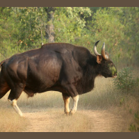 Episode 360: The Mighty Gaur
