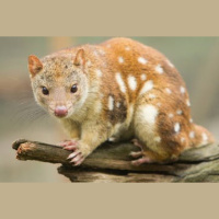 Episode 315: Carnivorous Quolls