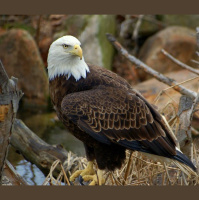Bald Eagles Are Back